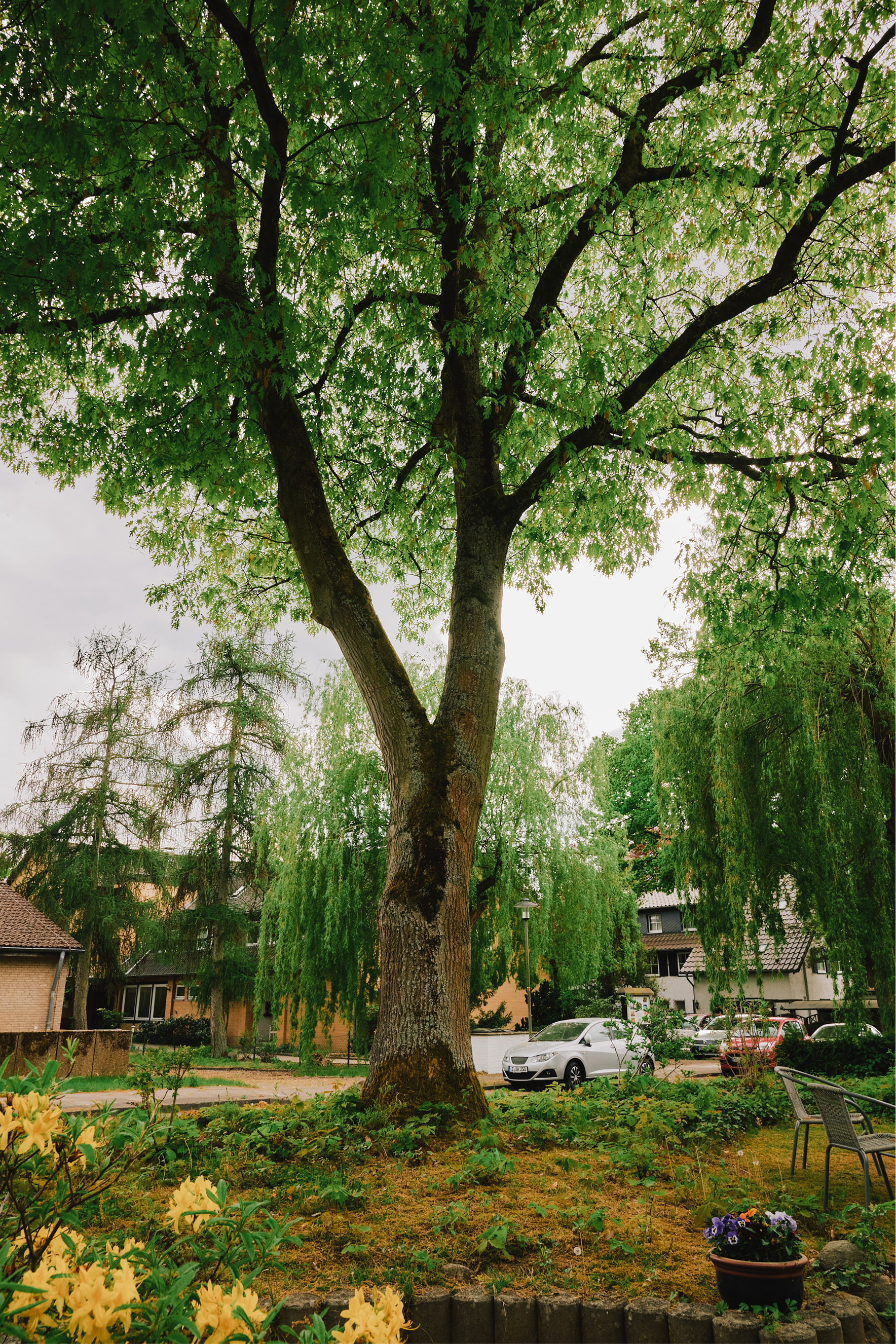 Ein Baum im Gegenlicht im direkten Umfeld der Klinik Luenburger Heide